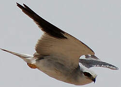 Black-winged Kite