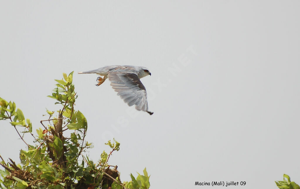 Black-winged Kitesubadult, identification