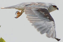 Black-winged Kite