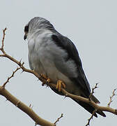 Black-winged Kite