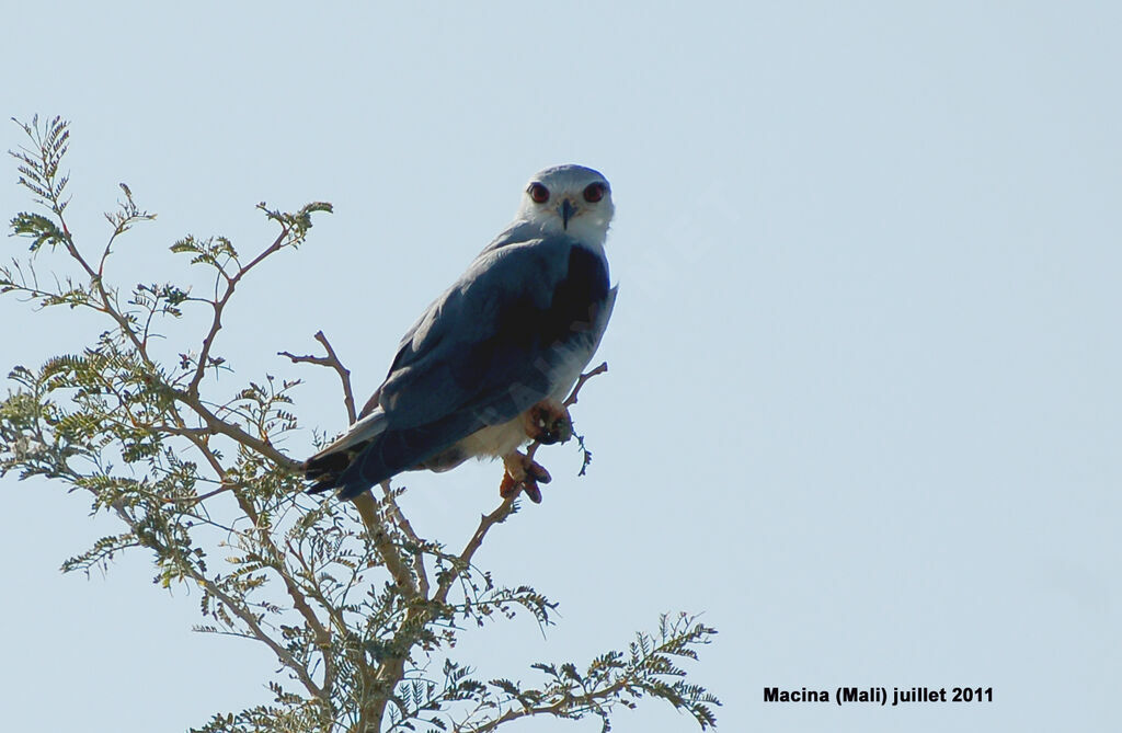 Black-winged Kiteadult, identification