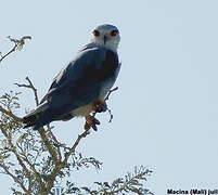 Black-winged Kite