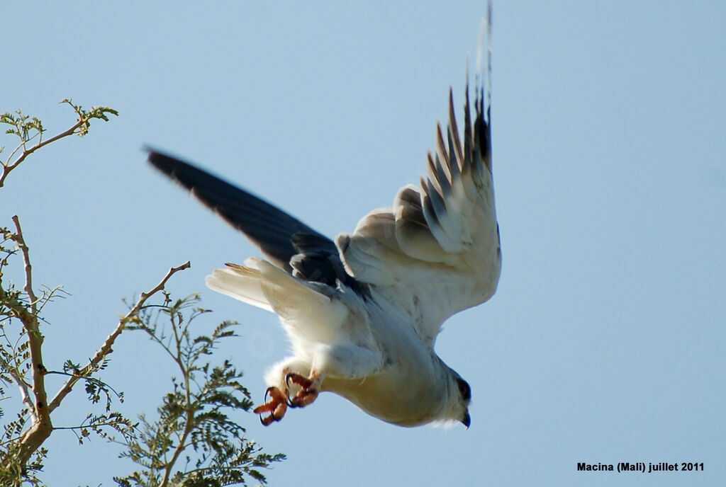 Black-winged Kiteadult, Flight