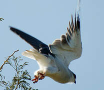 Black-winged Kite