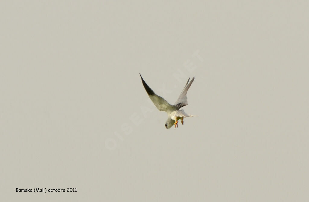 Black-winged Kiteadult, Flight