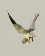 Black-winged Kite