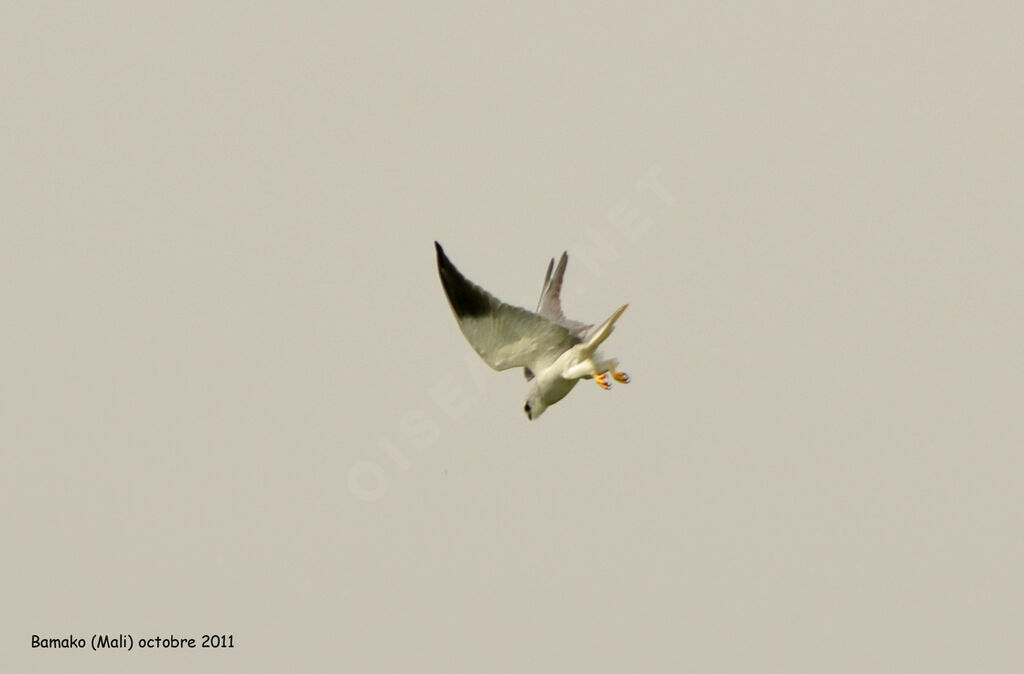 Black-winged Kiteadult, Flight