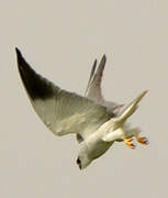 Black-winged Kite