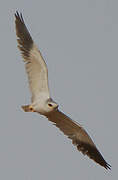 Black-winged Kite