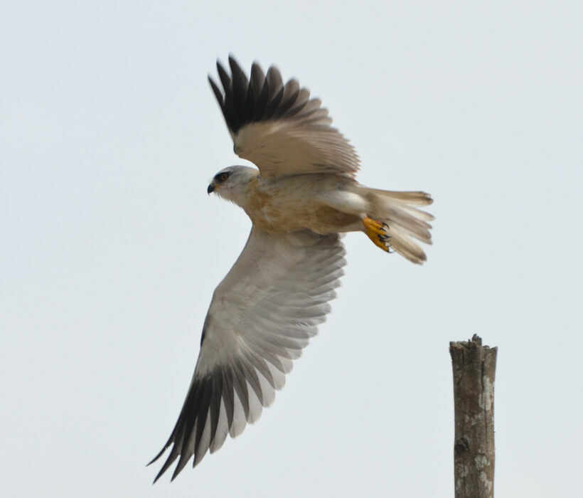 Black-winged Kiteimmature, Flight