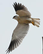 Black-winged Kite