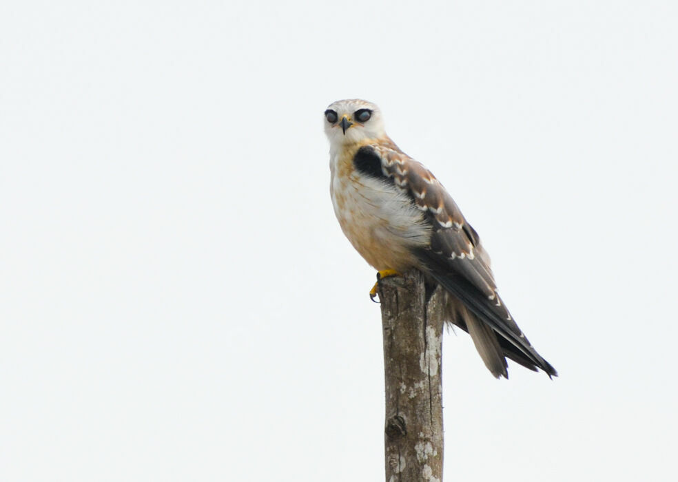 Black-winged Kiteimmature, identification