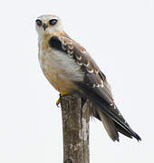 Black-winged Kite