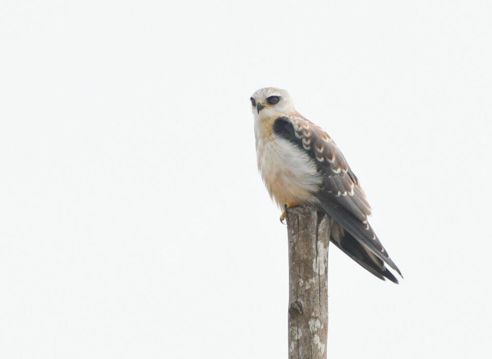 Black-winged Kitejuvenile, identification