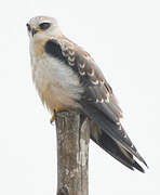 Black-winged Kite