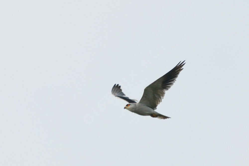 Black-winged Kiteadult, Flight