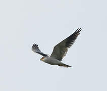 Black-winged Kite