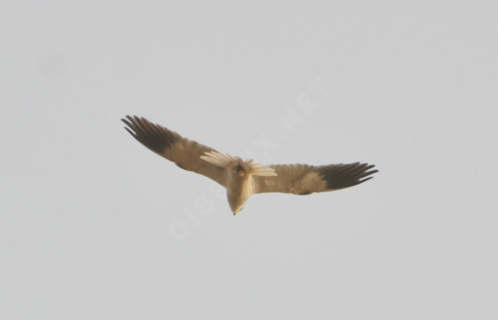 Black-winged Kiteadult, Flight