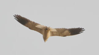 Black-winged Kite