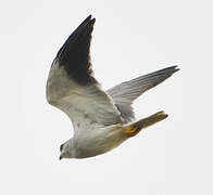 Black-winged Kite