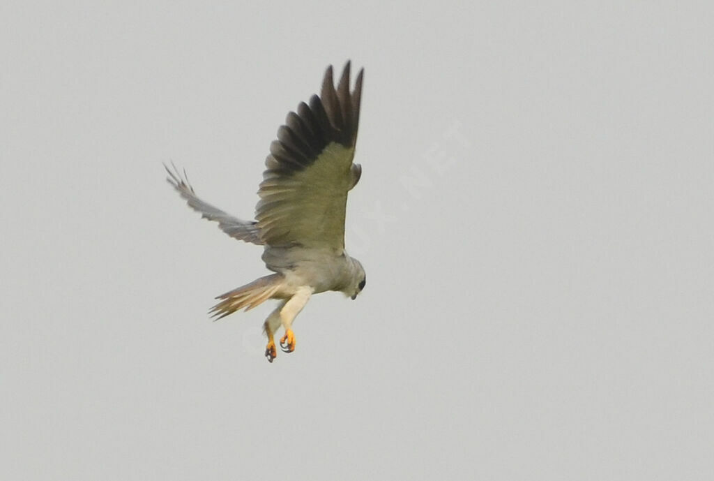 Black-winged Kiteadult, Flight, fishing/hunting