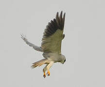 Black-winged Kite