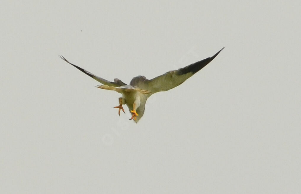 Black-winged Kiteadult, Flight, fishing/hunting