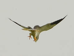 Black-winged Kite