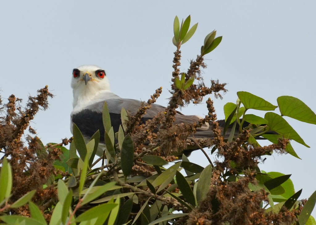 Black-winged Kiteadult, identification