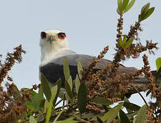 Black-winged Kite