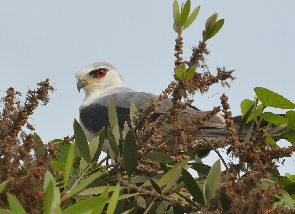 Black-winged Kite