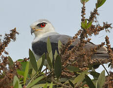 Black-winged Kite