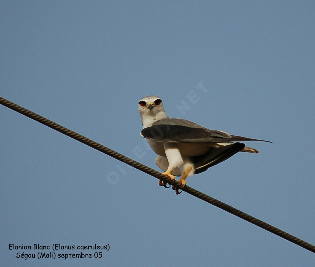 Black-winged Kiteadult