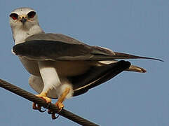 Black-winged Kite