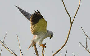 Black-winged Kite