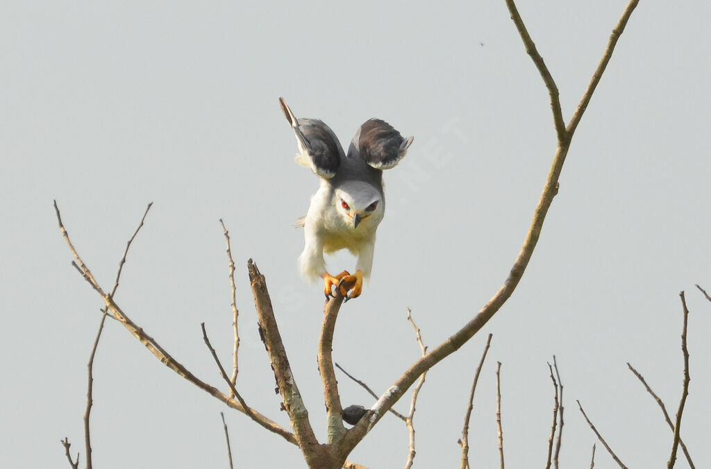 Black-winged Kitesubadult