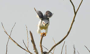 Black-winged Kite