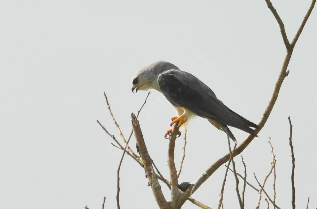 Black-winged Kitesubadult, eats