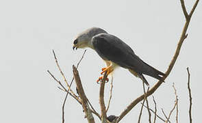 Black-winged Kite