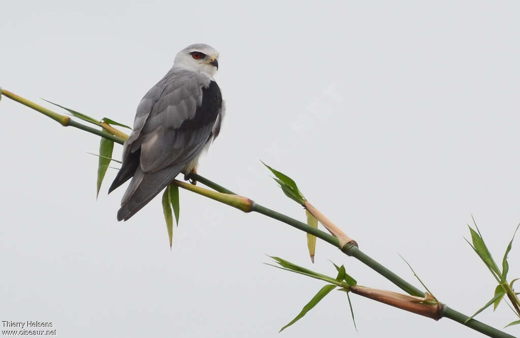 Black-winged Kiteadult, identification