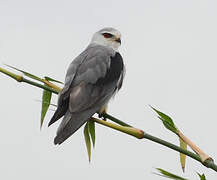 Black-winged Kite