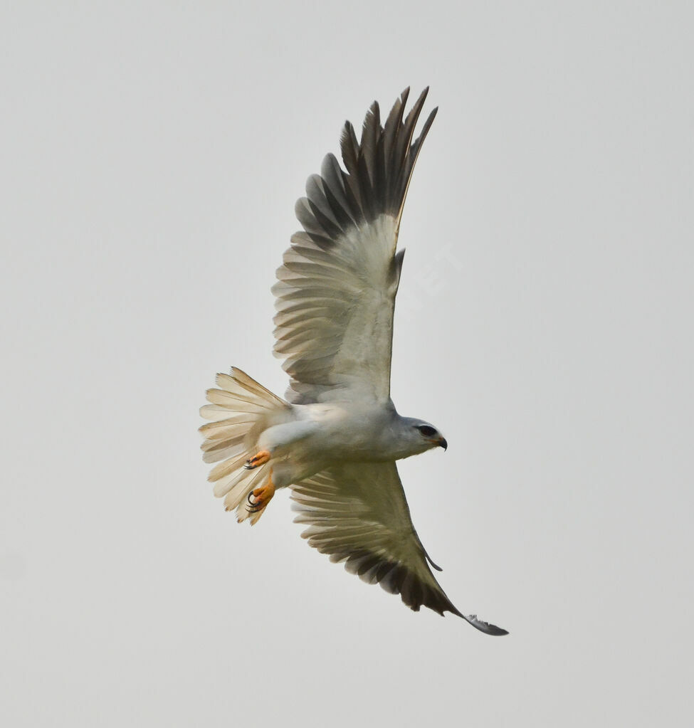 Black-winged Kiteadult, Flight