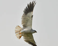 Black-winged Kite