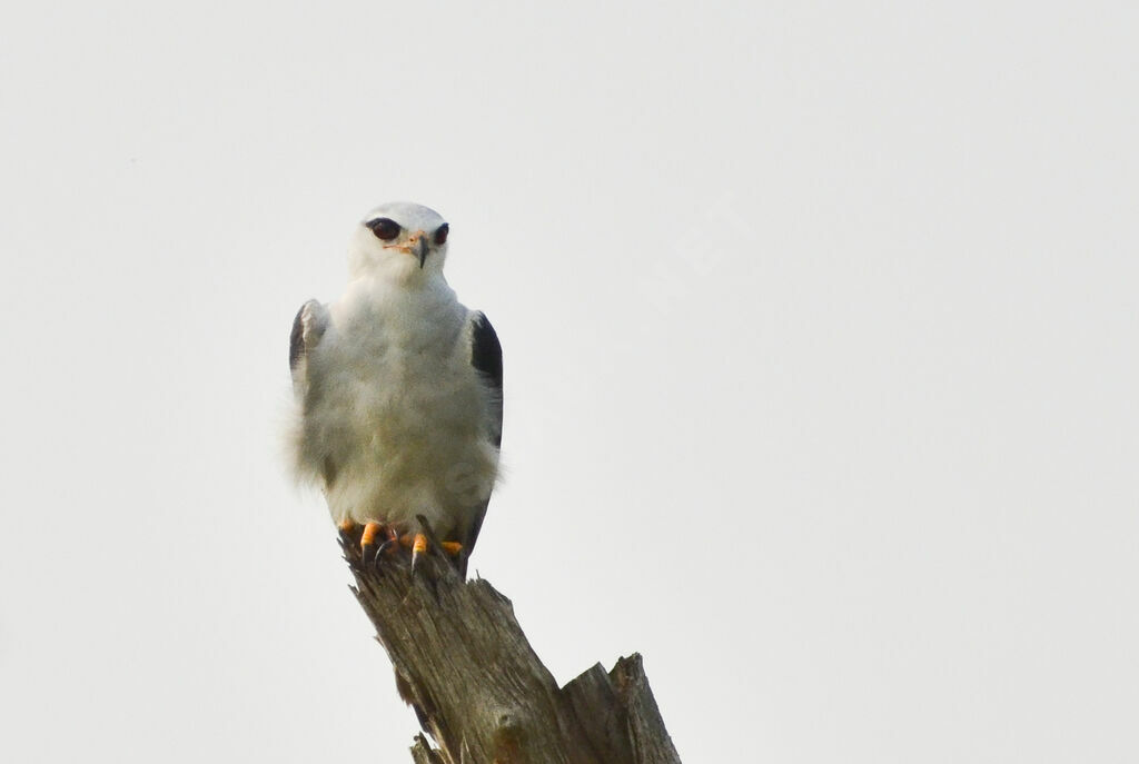 Black-winged Kiteadult, identification