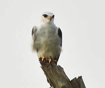 Black-winged Kite