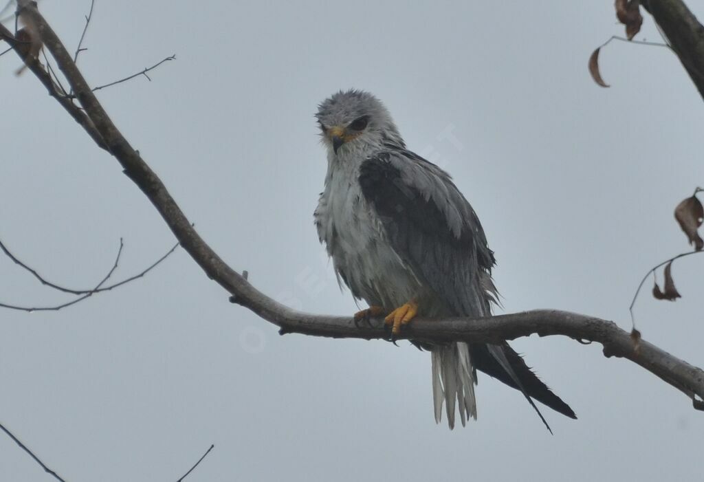 Black-winged Kiteadult, identification