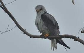 Black-winged Kite