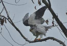 Black-winged Kite