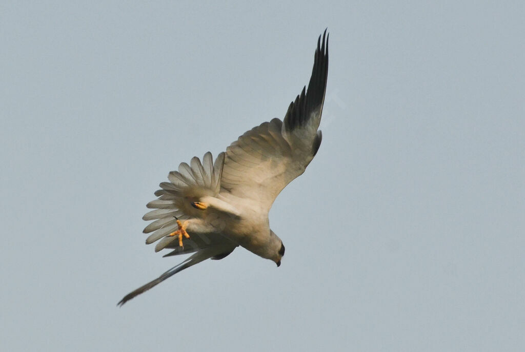 Black-winged Kiteadult, Flight