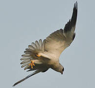 Black-winged Kite